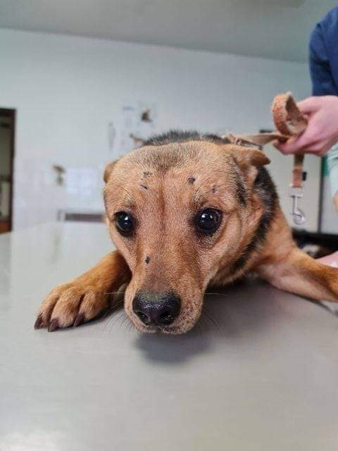 Sos Sape I Gradovi Istre Pomazu Psima S Banovine Prikljucite Se Akciji Kako Bi Mogli Spasiti Jos Nesretnih Zivotinja Istra Terra Magica