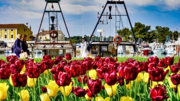 Foto TZ Novigrad - Mandrač u proljetnom ruhu dočekuje goste