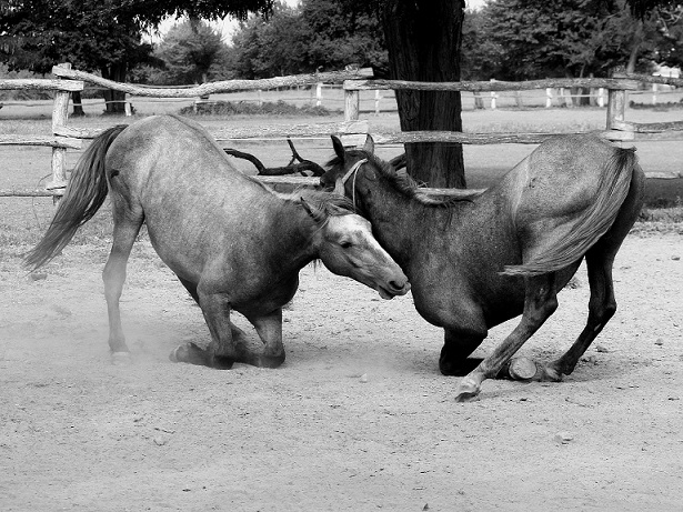 kaf sveti lovreč photocitx natječaj fotografija