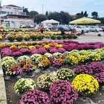 krizanteme veliki parking parkialište poreč