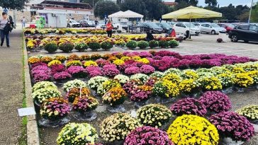 krizanteme veliki parking parkialište poreč