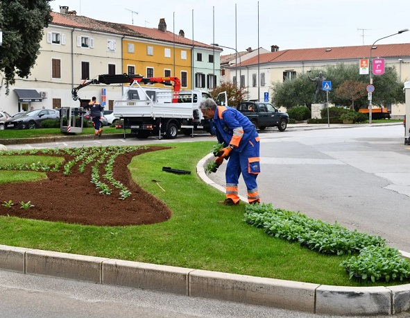 Foto Usluga Poreč - Sadnja na Trgu Joakima Rakovca - Cimarelu